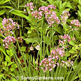 Allium caeruleum, Blue Allium, Blue Globe Onion