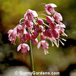 Allium cernuum, Nodding Onion