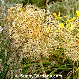Allium christophii, Star of Persia