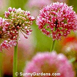 Allium cyrillii, Ornamental Onion