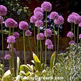 Allium giganteum, Giant Onion, Giant Allium