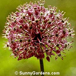 Allium macleanii, Allium elatum