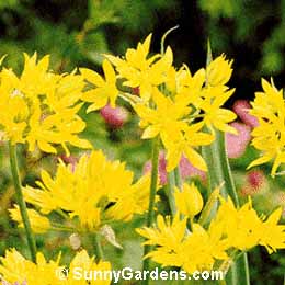 Allium moly, Ornamental Onion