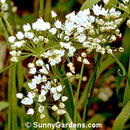 Allium neopolitanum, Naples Onion