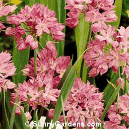 Allium ostrowskianum, Ornamental Onion