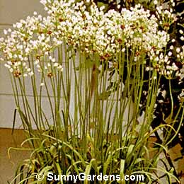 Allium roseum, Rosy Onion