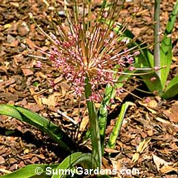 Allium schubertii, Ornamental Onion