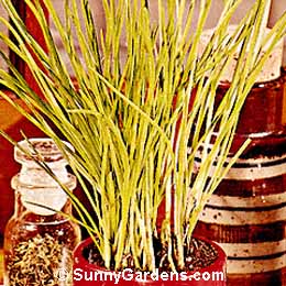 Allium sphaerocephalon, Round-Headed Garlic, Drumsticks, Ballhead Onion