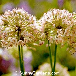Allium tanguticum, Lavender Globe Lily