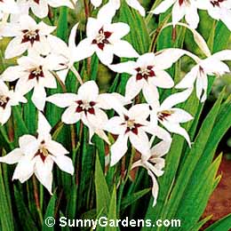 Acidanthera bicolor muielae, Peacock Orchid, Gladiolus callianthus, Abssyinian