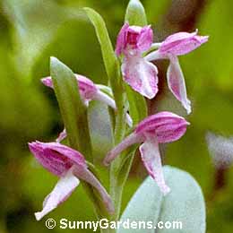 Orchis spectabilis, Showy Orchid, Woodland Orchid, Kirtle Pink