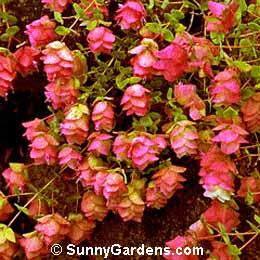 Origanum, Oregano, Marjoram