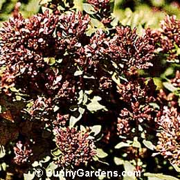 Origanum laevigatum, Ornamental Oregano, Marjoram