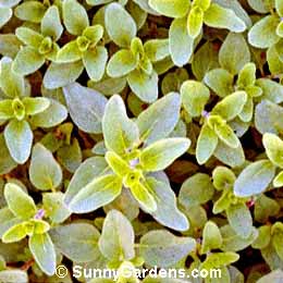 Origanum laevigatum, Oregano, Marjoram