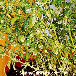 Origanum majorana, Pot Marjoram, Sweet Marjoram, Knotted Marjoram, Marjoram
