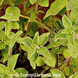 Origanum vulgare, Wild Marjoram, Oregano, Marjoram