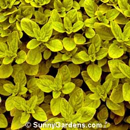 Origanum vulgare, Golden Marjoram, Oregano, Marjoram