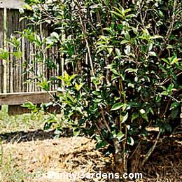 Osmanthus fragrans, Sweet Olive, Sweet Osmanthus, Fragrant Olive