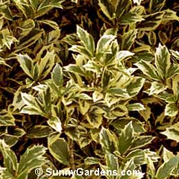 Osmanthus heterophyllus, Variegated Sweet Olive, Variegated Chinese Holly, Variegated False Holly