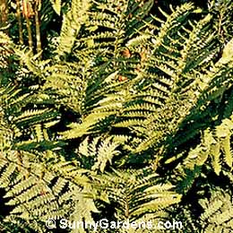 Osmunda cinnamomea, Cinnamon Fern