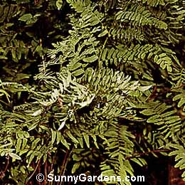 Osmunda regalis, Regal Fern