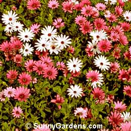 Osteospermum fruticosum, Trailing African Daisy, Freeway Daisy, Dimorphotheca fruticosa