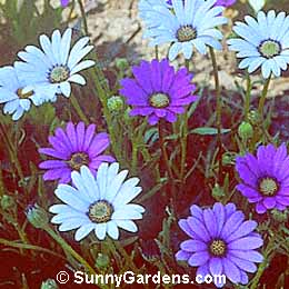 Osteospermum hyoseroides, African Daisy