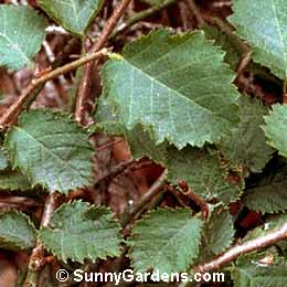 Ostrya knowltonii, Western Hop Hornbeam