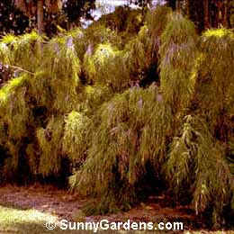 Otatea acuminata, Mexican Weeping Bamboo