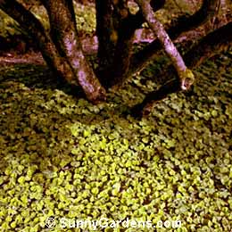 Oxalis oregana, Redwood Sorrel, Oregon Oxalis, Shamrock