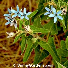 Oxypetalum caeruleum, Tweedia caesulea