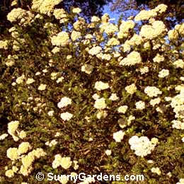 Ozothamnus diosmifolius
