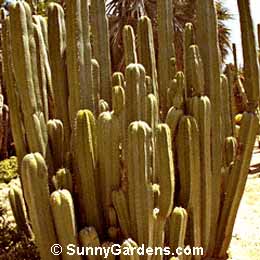 Pachycereus marginatus, Pipe Organ