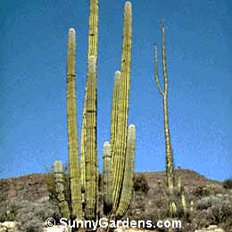 Pachycereus pringlei