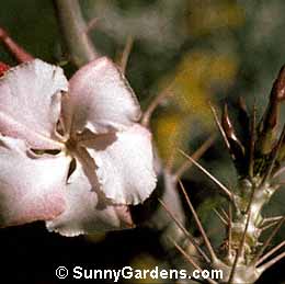 Pachypodium lealii