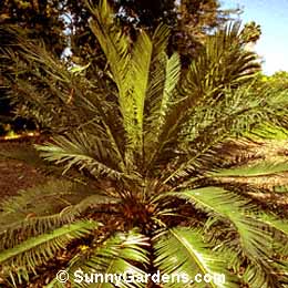 Cycas circinalis, False Sago, Fern Palm, Sago Palm
