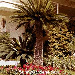 Cycas revoluta, Sago Palm