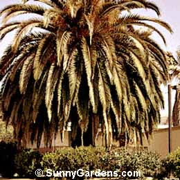 Phoenix canariensis, Canary Island Date Palm