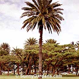 Phoenix dactylifera, Date Palm