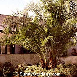Phoenix reclinata, Senegal Date Palm