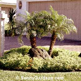 Phoenix roebelenii, Pigmy Date Palm