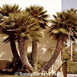 Chamaerops humilis, Mediterranean Fan Palm