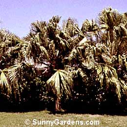 Livistona australis, Australian Cabbage Palm, Gippsland Fountain Palm