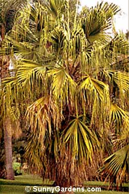 Livistona chinensis, Chinese Fan Palm, Chinese Fountain Palm