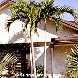 Archontophoenix alexandrae, Alexandra Palm