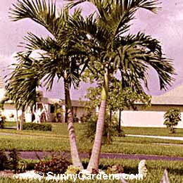 Archontophoenix cunninghamiana, Piccabeen Palm, Illawarra Palm