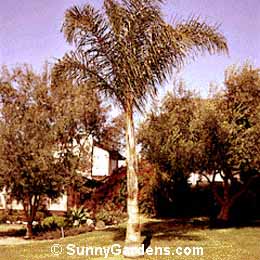 Arecastrum romanzoffianum, Queen Palm