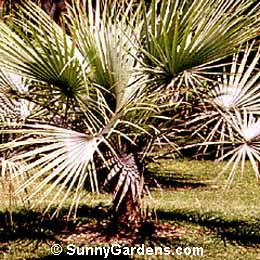 Brahea armata, Fan Palm, Blue Hesper, Mexican Blue Palm