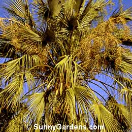 Brahea elegans, Franceschi Palm