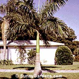 Roystonea elata, Royal Palm